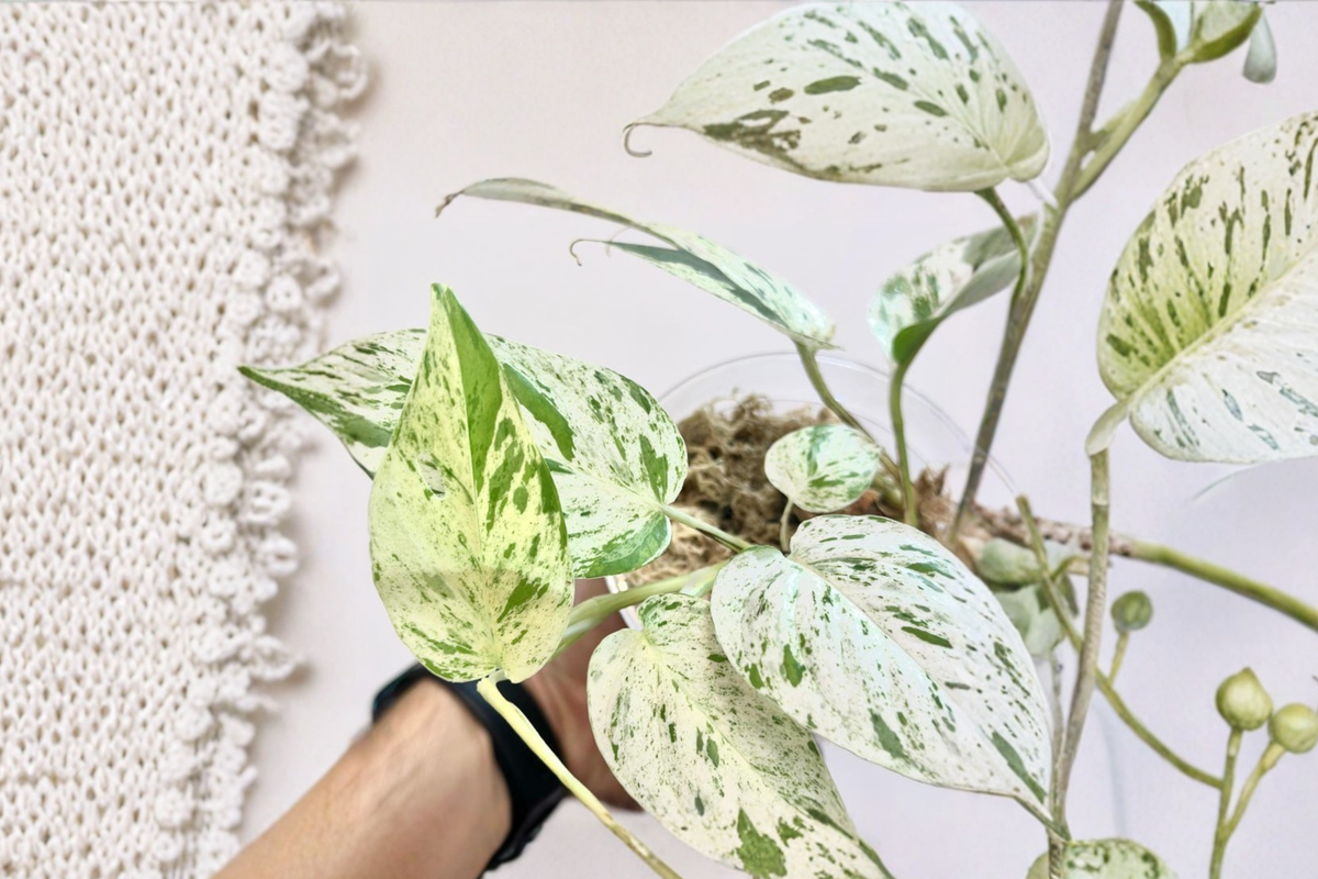 Epipremnum Pinnatum Marble Live Plant – Variegated Climbing Houseplant with Green and Cream Foliage for Indoor Decor