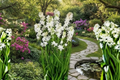 Single Tuberose Bulbs 6 Large White Flowering Bulbs Agave amica Sampangi Garden Bulbs for Planting