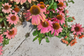 Fresco Apricot Coneflower Live Plants – 3 Rooted Perennial Starters in 1 Qt Pots – Echinacea 'Fresco Apricot' for Borders & Garden