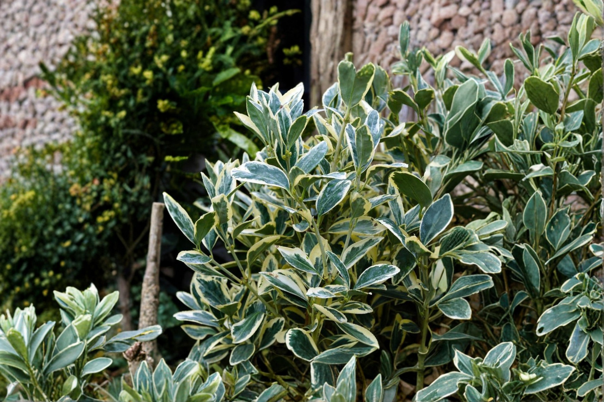 Silver King Euonymus Live Plant – 3 Gallon Pot Variegated Evergreen Shrub for Hedges & Landscape