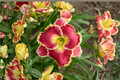 Daylily Bare Root Plants - Born to Run Red-Orange Perennial Hemerocallis, Easy Care Garden Border, 3 Plants
