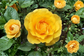 Rare Yellow Rose Seeds 20 Pack – Ornamental Flower Seeds for Garden, Bush, Landscape, Rosa spp.