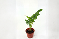 Alocasia Jacklyn Live Plant, 4 Inch Pot, Tropical Elephant Ear, Green with Dark Veining, Indoor Houseplant, Rooted Tropical Foliage