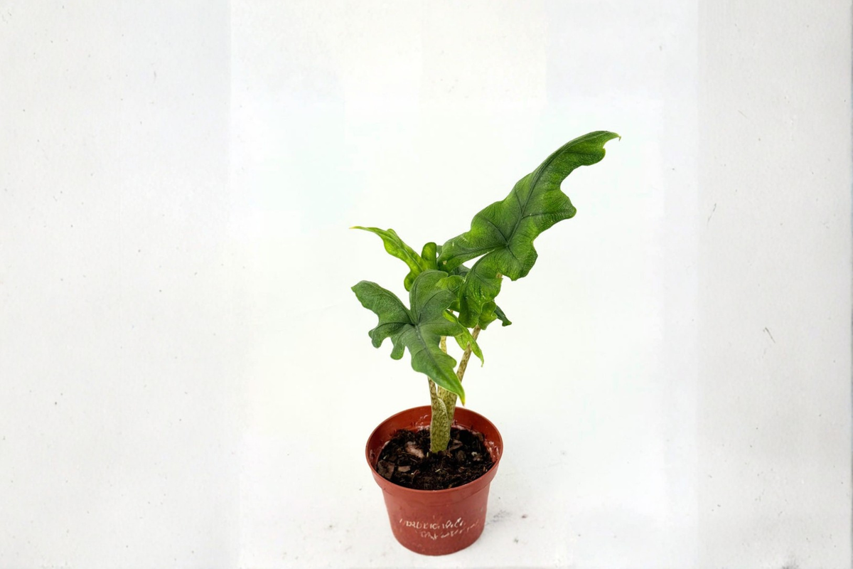 Alocasia Jacklyn Live Plant, 4 Inch Pot, Tropical Elephant Ear, Green with Dark Veining, Indoor Houseplant, Rooted Tropical Foliage