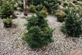 Dwarf Macedonian Fir ‘JK Greece’ Live Plant – 8 Inch Abies borisii-regis Evergreen in 1 Gallon Pot