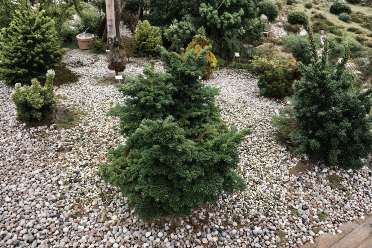 Dwarf Macedonian Fir ‘JK Greece’ Live Plant – 8 Inch Abies borisii-regis Evergreen in 1 Gallon Pot