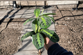 Live Lemon Lime Maranta Prayer Plant - Tropical Indoor Foliage Plant, Maranta leuconeura
