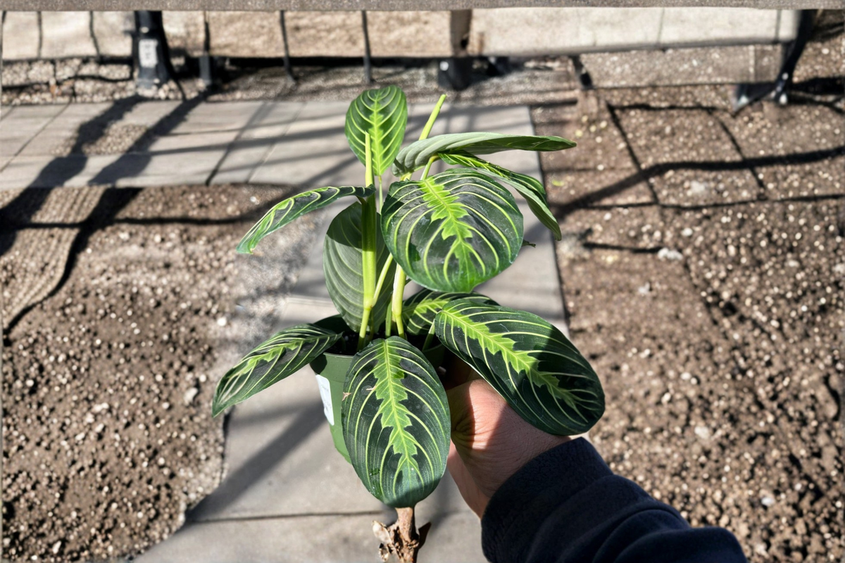 Live Lemon Lime Maranta Prayer Plant - Tropical Indoor Foliage Plant, Maranta leuconeura