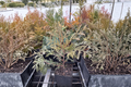 Globosa Nova Arborvitae Live Plant Quart Pot – Dwarf Evergreen Shrub, Thuja occidentalis, Compact, Rounded, Green Foliage