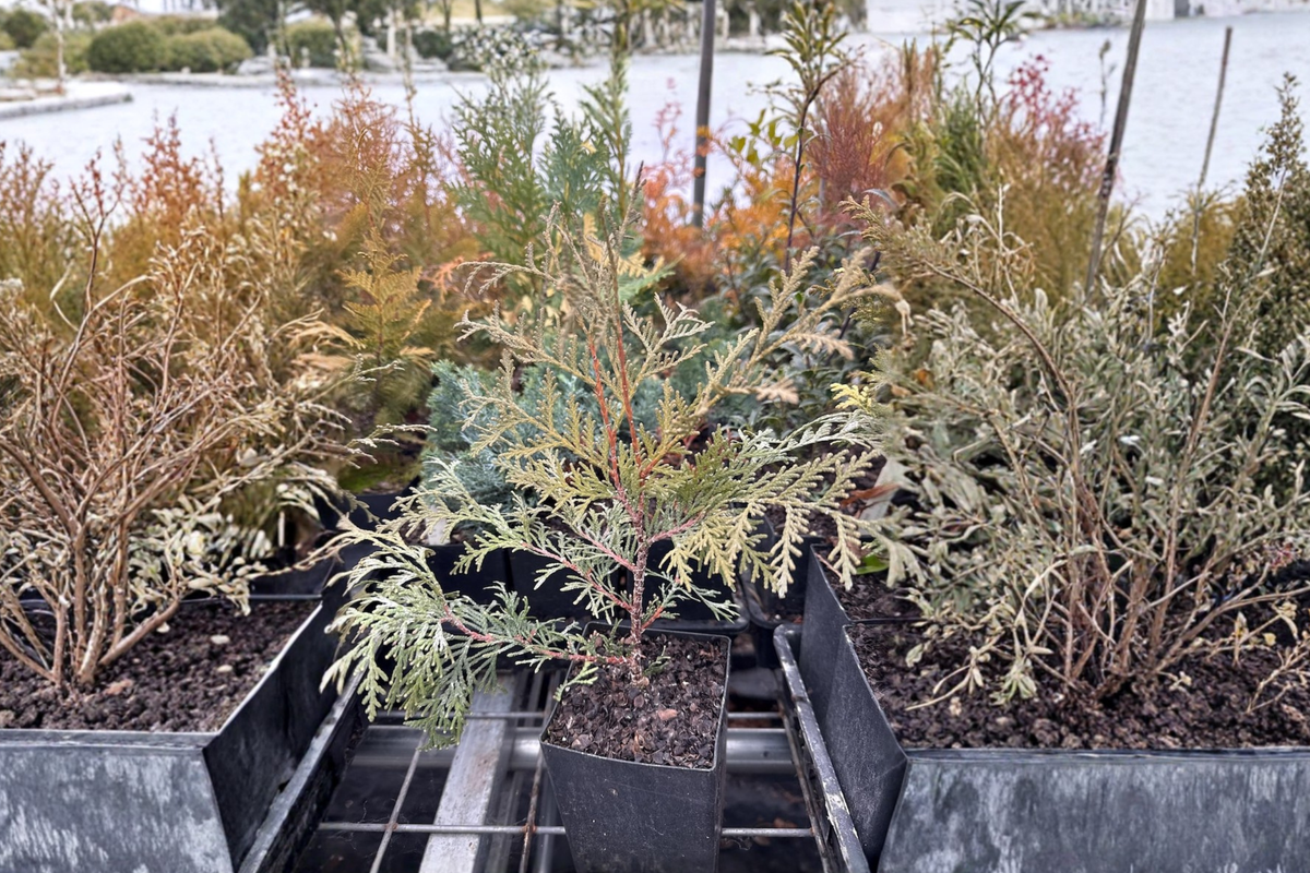 Globosa Nova Arborvitae Live Plant Quart Pot – Dwarf Evergreen Shrub, Thuja occidentalis, Compact, Rounded, Green Foliage