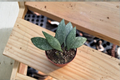 Hoya Parviflora Splash Live Plant, Variegated Tropical Vine, 2-Inch Pot, Rare Houseplant, Indoor Hanging Plant