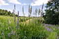 Grosso Lavender Live Plant in 4 Inch Pot – Fragrant Lavandula x intermedia for Herb Gardens, Borders & Pollinator Gardens