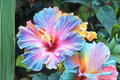Giant Hibiscus Seeds Multi-Color Exotic Flower Variety – Tropical Ornamental Garden Planting Pack
