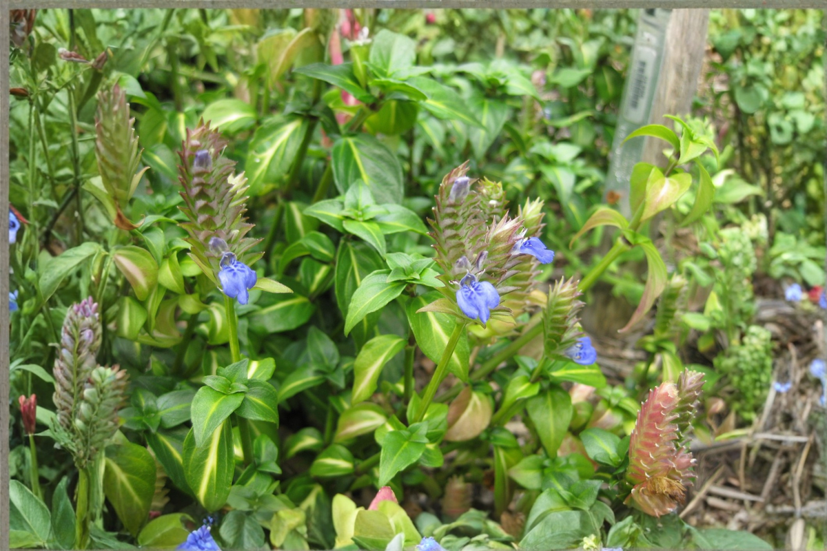 Live Mushroom Herb Plant – Rungia klossii – Rooted Starter for Culinary Use, Tropical Perennial, Edible Landscape