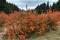 Winterberry ‘Winter Gold’ Live Plant – 4-Inch Pot, Orange Berries, Ilex verticillata Shrub for Fall & Winter Garden