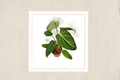 Philodendron Gloriosum Live Plant - Rare Velvet Leaf Indoor Tropical Houseplant, Starter Cutting, Decorative Foliage