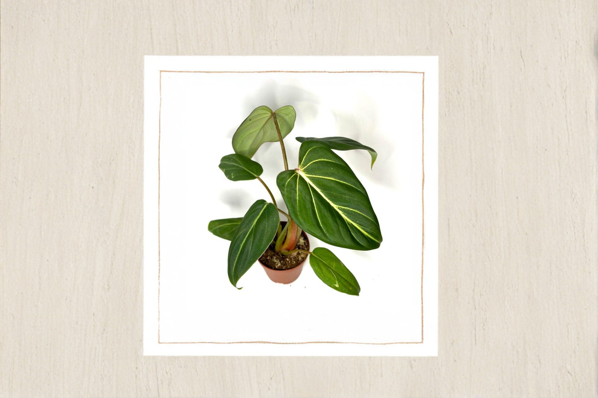 Philodendron Gloriosum Live Plant - Rare Velvet Leaf Indoor Tropical Houseplant, Starter Cutting, Decorative Foliage