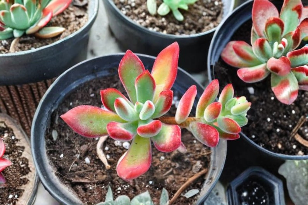 Echeveria Pulvinata Ruby Live Succulent Plant in 2-Inch Pot, Red Velvet Rosette, Indoor & Outdoor Container Plant