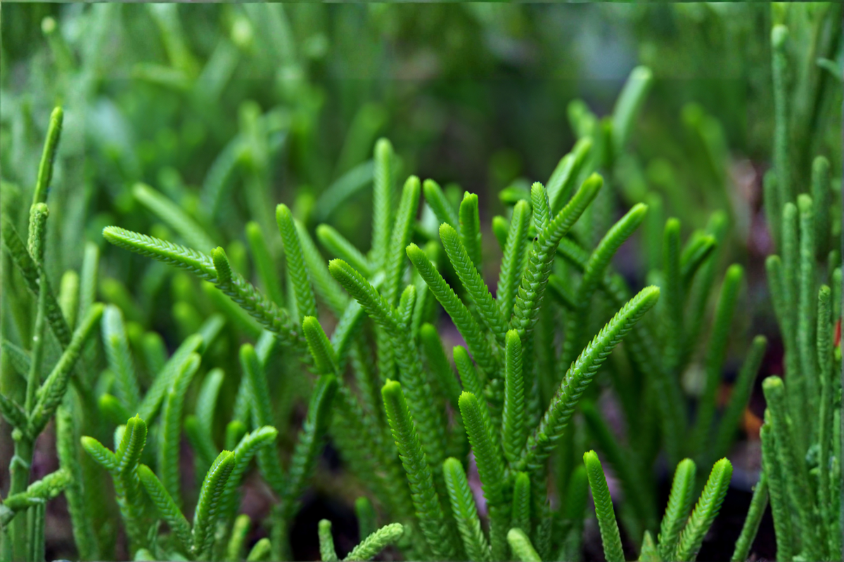 Succulent Live Plant – 2 Inch Pot – Crassula muscosa – Watch Chain Succulent – Easy-Care Indoor or Outdoor Plant