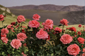Hybrid Tea Rose 1 Gal Live Plant – Pink Flowering Garden Shrub Rosa spp.