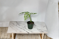 Rare Monstera Obliqua Peru Live Plant Starter Cutting - Indoor Tropical Climbing Houseplant