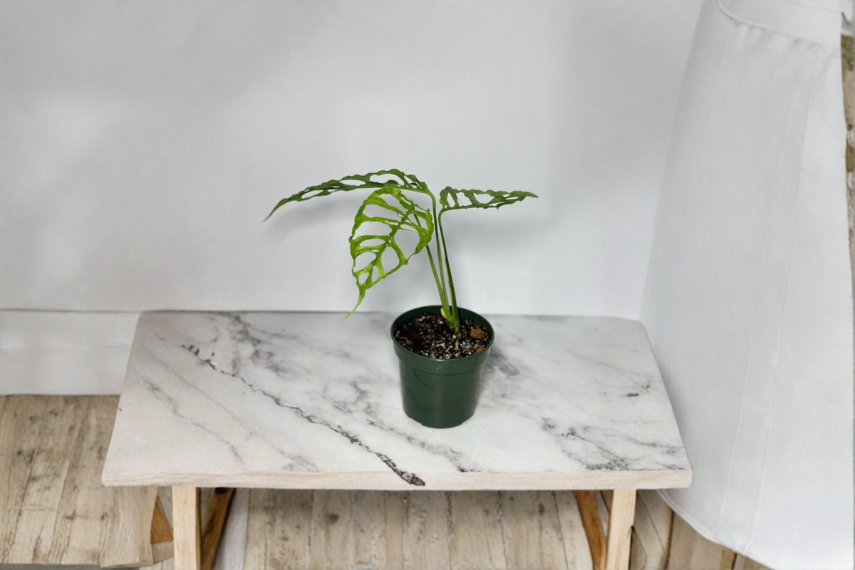 Rare Monstera Obliqua Peru Live Plant Starter Cutting - Indoor Tropical Climbing Houseplant