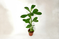 Desert Rose Live Plant in 2-Inch Pot | Adenium Obesum Succulent with Blooming Flowers | Tropical Houseplant & Gift