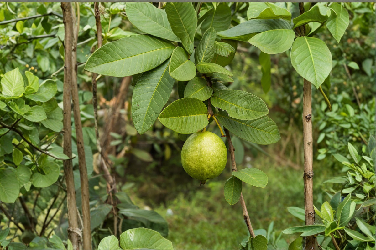Giant Guava Seeds 20 Pack – Psidium guajava Tropical Fruit Plant for Garden & Container Growing