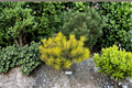 Dwarf Mugo Pine Sunshine Live Plant 10 Inch in 1-Gallon Pot – Pinus mugo ‘Sunshine’ Evergreen Conifer