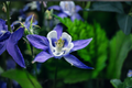 Deep Blue & White Columbine Live Plants – 3 Rooted Starter Plants in 1 Qt Pots, Aquilegia caerulea Perennial Flower