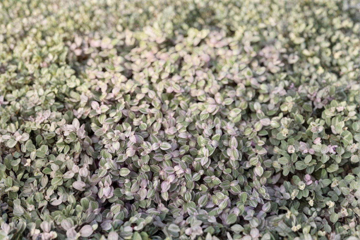 Callisia Repens Pink Lady Live Plant – Tropical Trailing Houseplant in 2-Inch Pot with Pink, Green, and Cream Foliage