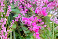 Live Chain of Love Coral Vine Plant – Tropical Climbing Vine for Fences, Trellises & Gardens – Antigonon leptopus