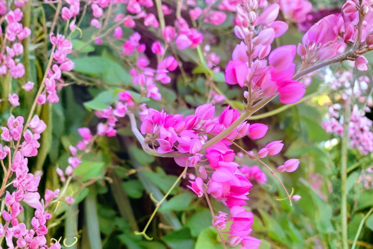 Live Chain of Love Coral Vine Plant – Tropical Climbing Vine for Fences, Trellises & Gardens – Antigonon leptopus