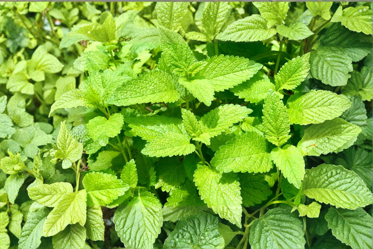 Organic Lemon Balm Live Plant - Melissa officinalis Herb Starter, Perennial, Container Friendly, Free Shipping