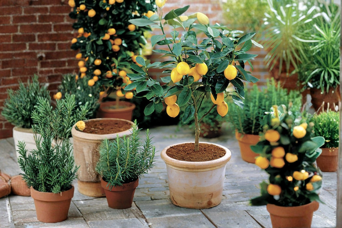 Improved Meyer Lemon Tree Grafted Live Plant - Self-Pollinating Citrus for Patio, Container, Garden - Citrus × meyeri