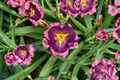 Daylily Bare Root Plants – Storm Shelter Deep Purple Flowers – Hemerocallis ‘Storm Shelter’ Perennial for Borders & Gardens