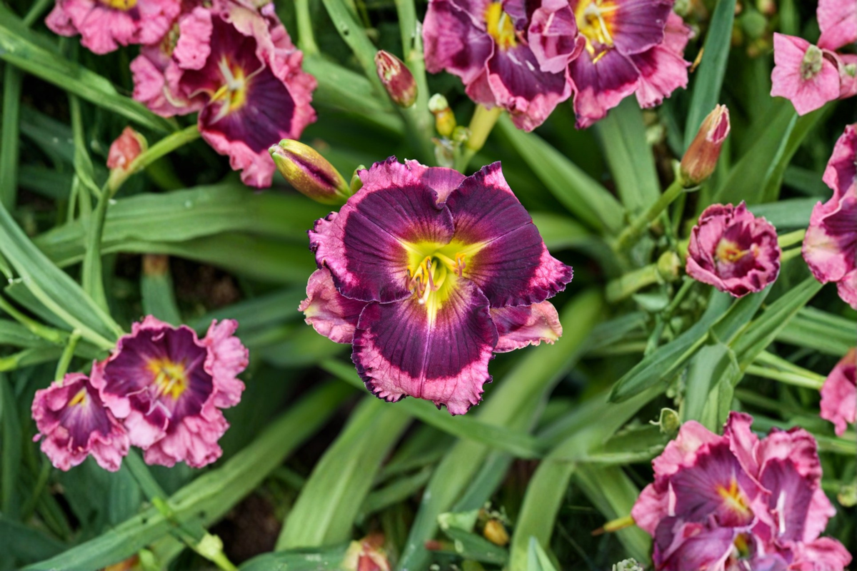 Daylily Bare Root Plants – Storm Shelter Deep Purple Flowers – Hemerocallis ‘Storm Shelter’ Perennial for Borders & Gardens