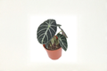Alocasia Ninja Live Plant, 4 Inch Rooted Elephant Ear Houseplant, Tropical Indoor Decor, Dark Green Foliage, Collector Plant