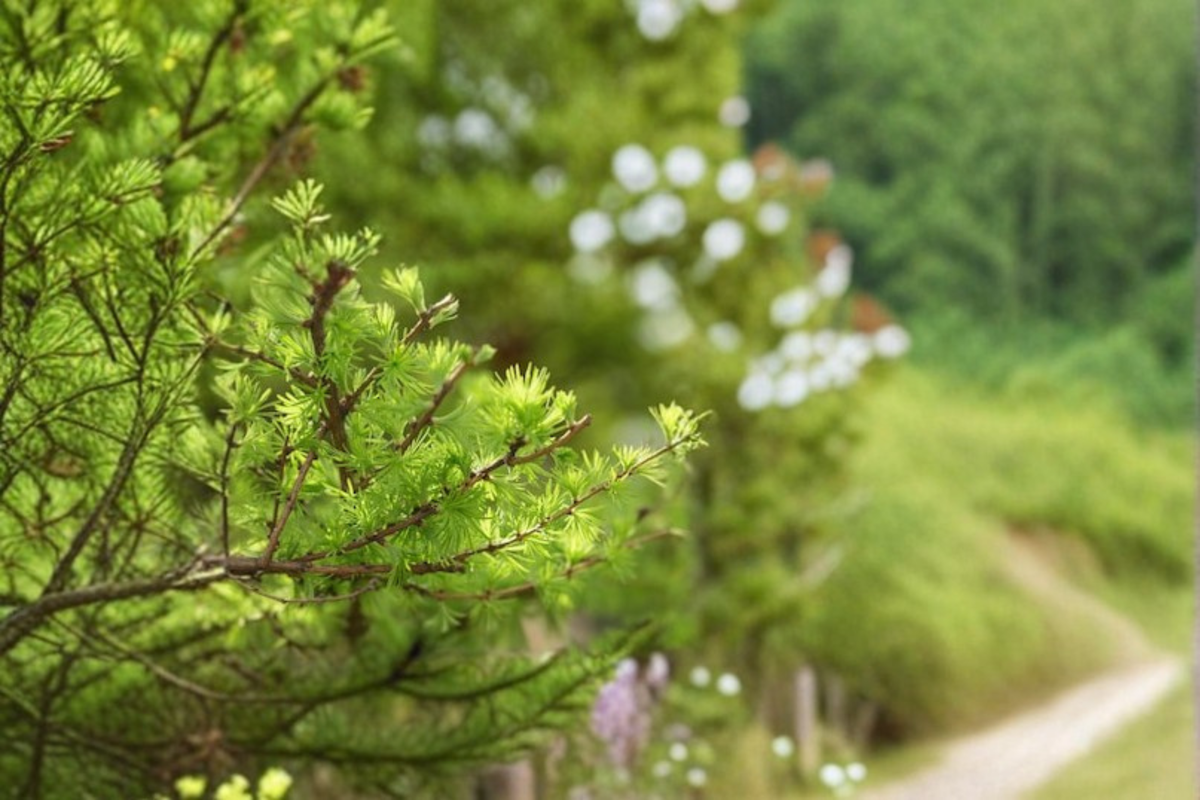 Schneverdingen Larch Live Plant – 8 Inch Grafted Larix kaempferi Dwarf Deciduous Conifer Tree