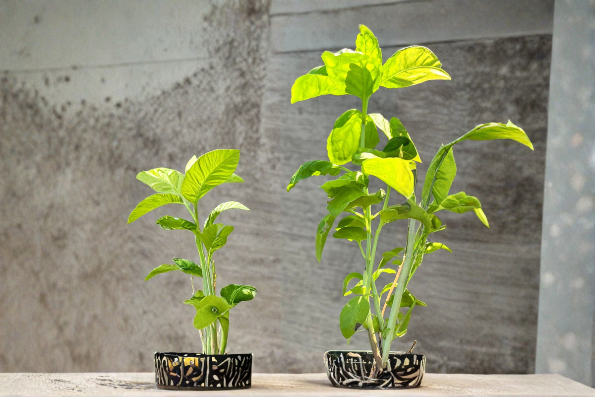 Organic Italian Sweet Basil Live Plants – 2 Rooted Plants, 5–11 Inches, Large Leaf, Ocimum basilicum
