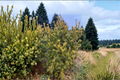 Golden Eastern White Pine ‘Louie’ 18-Inch Live Plant, Pinus strobus Evergreen Conifer in 1 Gallon Pot