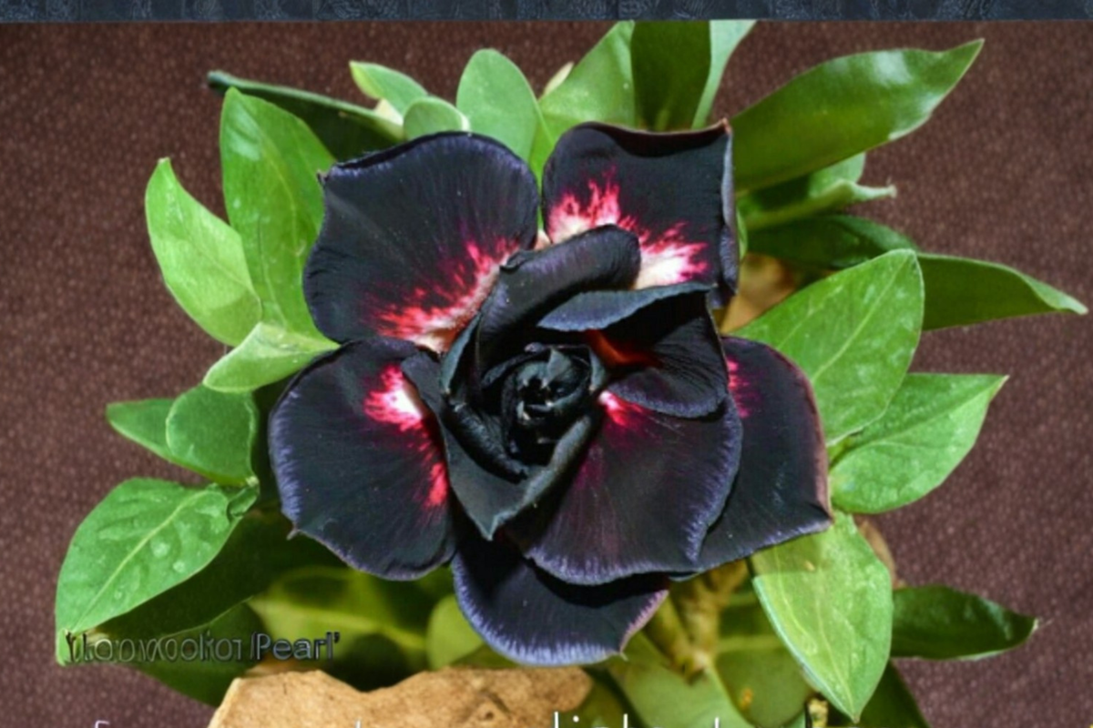 Desert Rose Seeds Adenium Obesum Mixed Color Flower Variety 10 Seeds for Indoor Outdoor Succulent Plant Growing