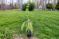 Varied Directions Larch Live Plant 12 Inch Deciduous Conifer in 1-Gallon Pot - Unique Branching Garden Tree