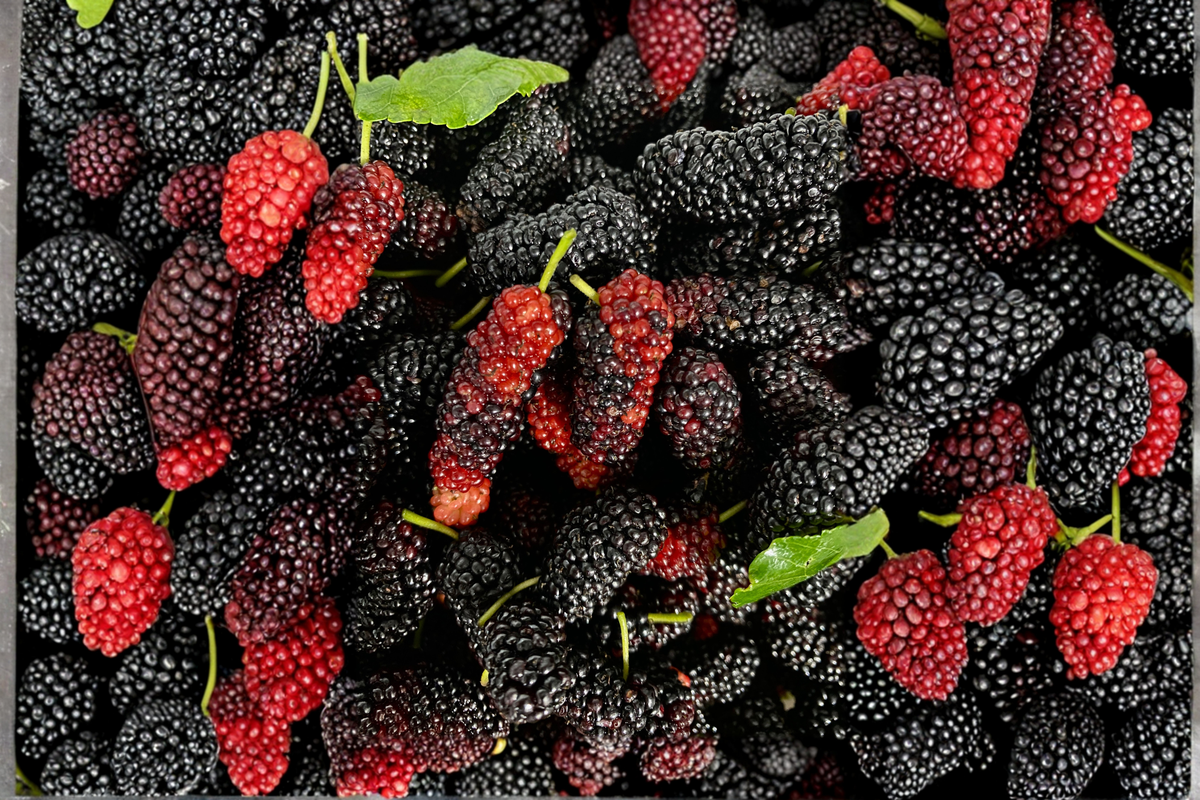 Illinois Everbearing Mulberry Live Plant – Rooted 12 Inch Morus alba × rubra Fruit Tree for Garden & Orchard