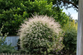 Tricolor Dappled Willow Sapling - Variegated Foliage - Hakuro Nishiki - Salix integra Live Plant 14-24 Inches