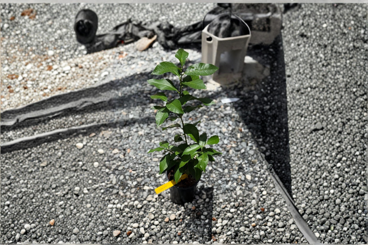 Live Persian Lime Tree Starter Cutting Citrus × latifolia for Container Patio Garden