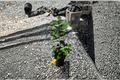 Grafted Eureka Lemon Tree Live Citrus Plant for Container Patio Garden Citrus Limon