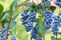 Dwarf Blueberry Seeds – Compact Berry Plant for Indoor & Outdoor Container Gardening – Vaccinium sp.