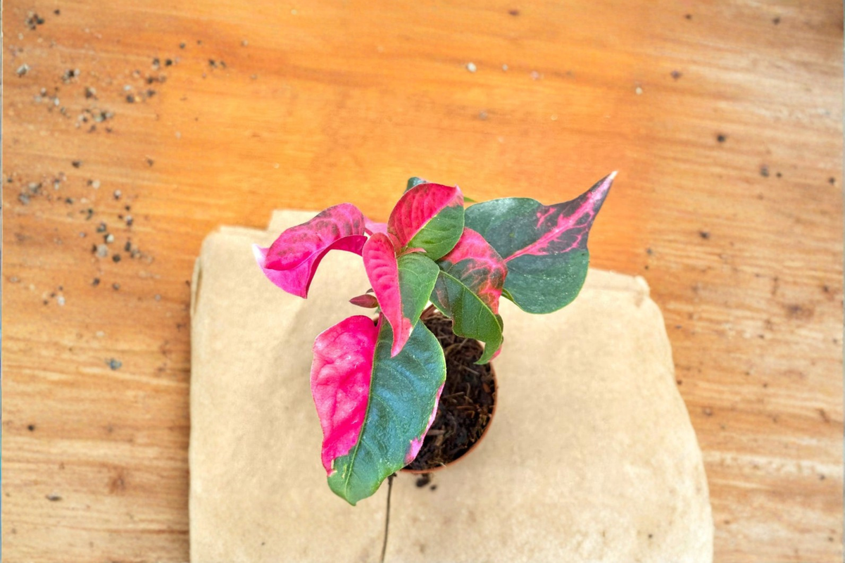 Alternanthera Party Time Live Plant, Pink Variegated Tropical Houseplant, 2 Inch Pot, Indoor or Outdoor Decorative Foliage Plant