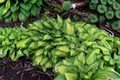 Hosta ‘Island Breeze’ 3-Inch Pot Variegated Shade Perennial Yellow Green Foliage Garden Plant